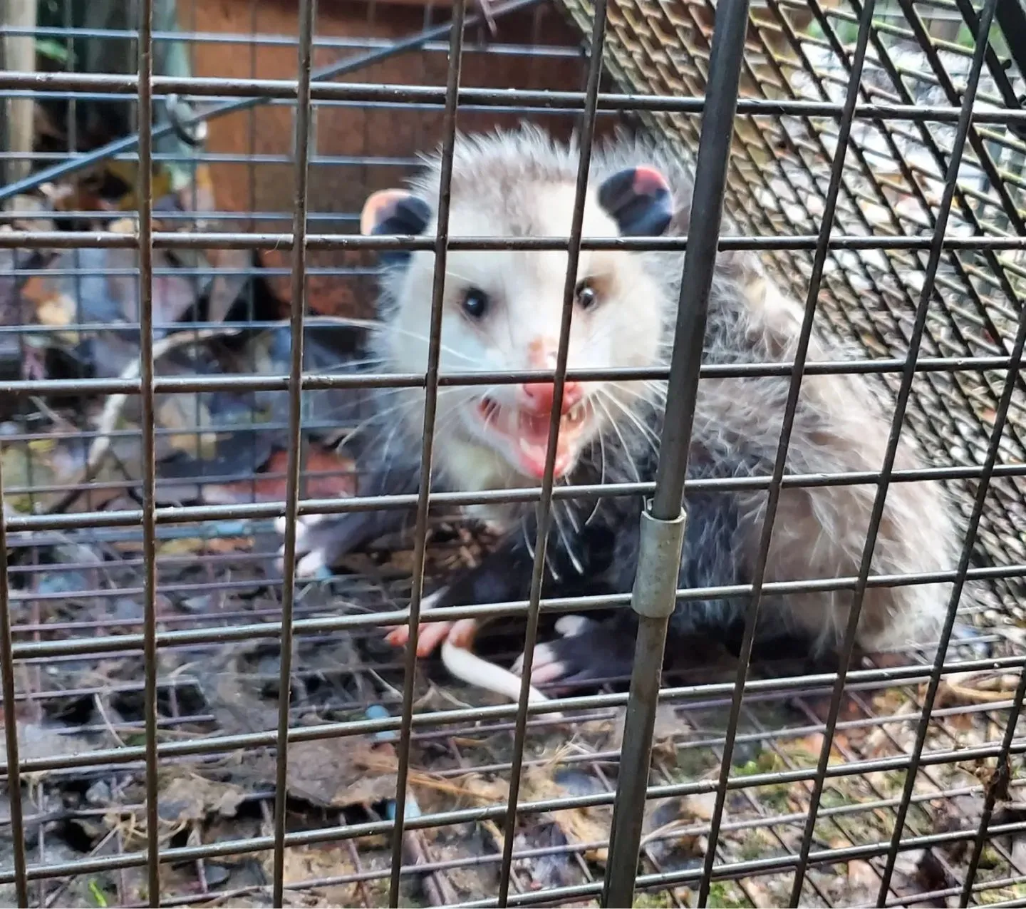Great North Pest Control service work at a residential property
