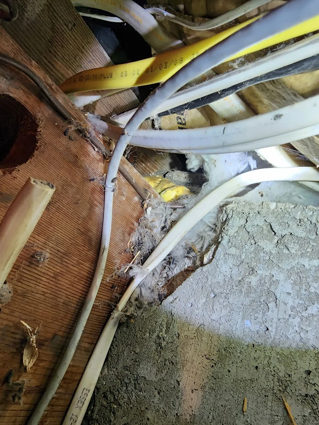 Great North Pest Control rodent inspection and monitoring work
