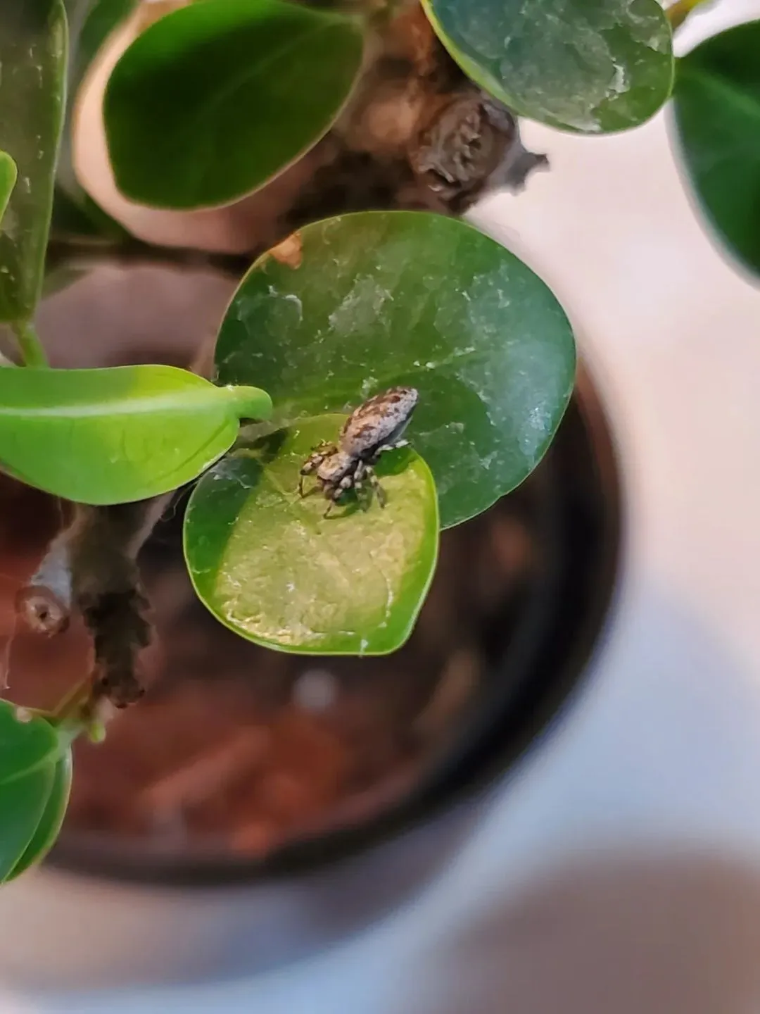 Common house fly