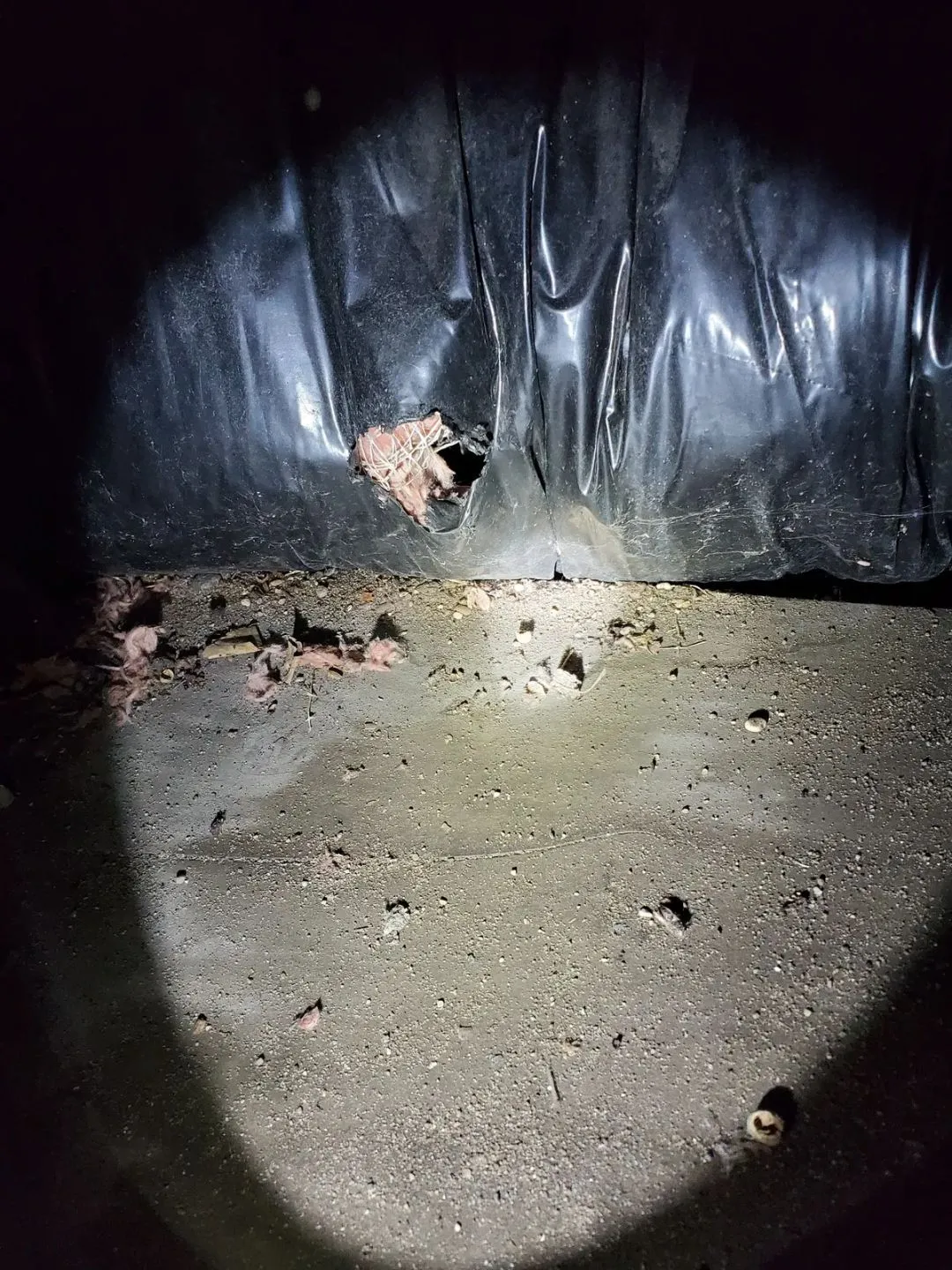 Mouse near an exterior opening