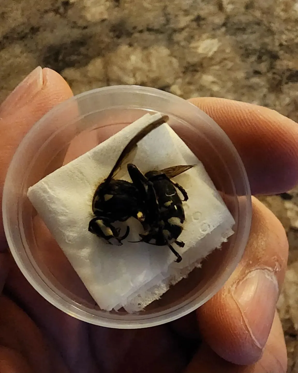 Paper wasp on a nest