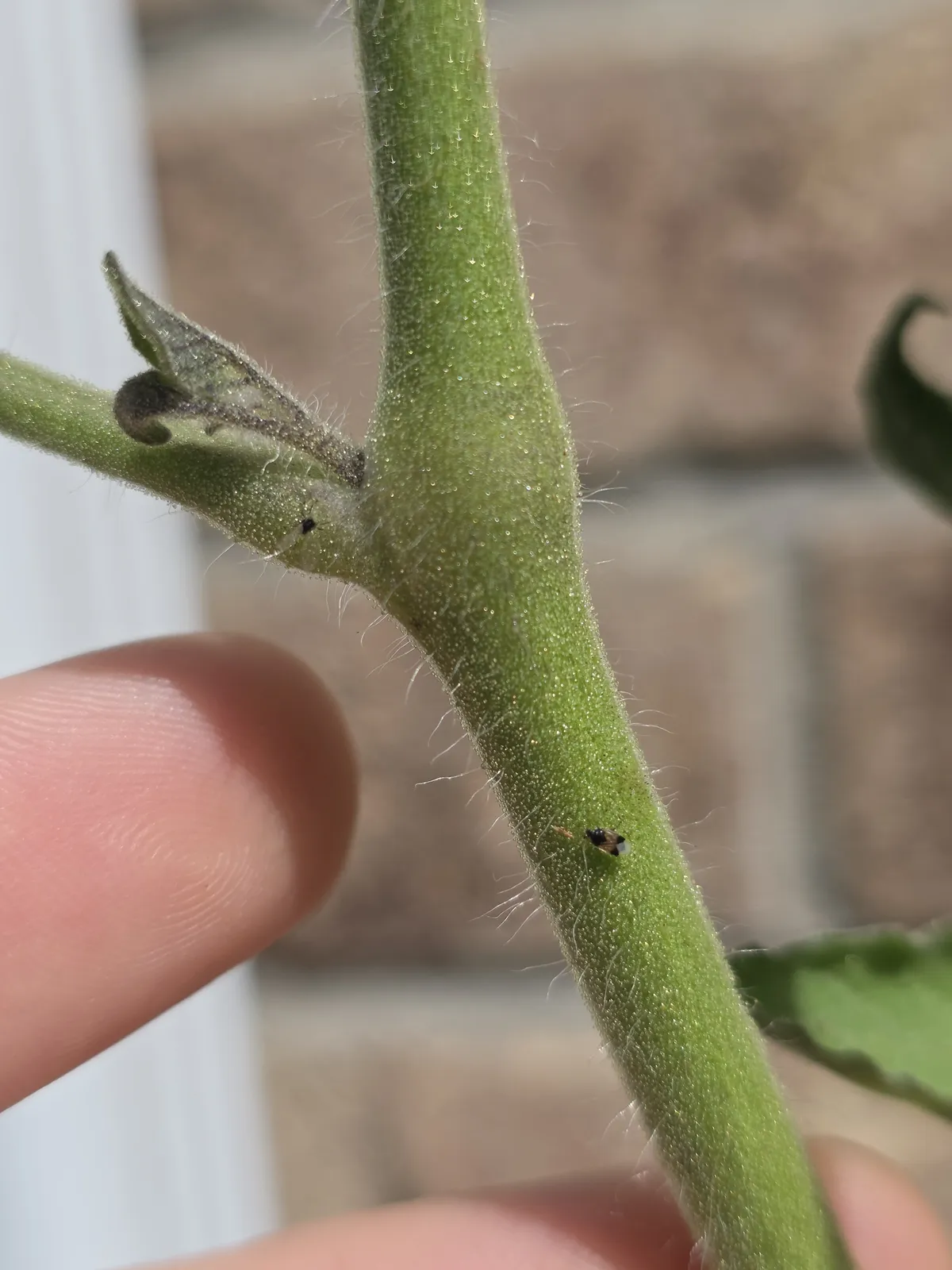 Small dark insect on a green plant stem beside a fingertip for scale