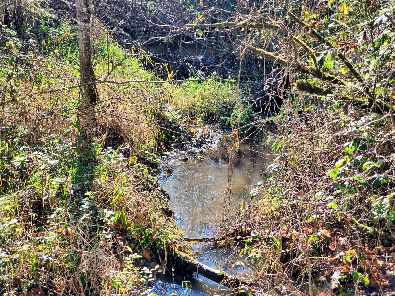Water in a vegetated drainage channel near developed property
