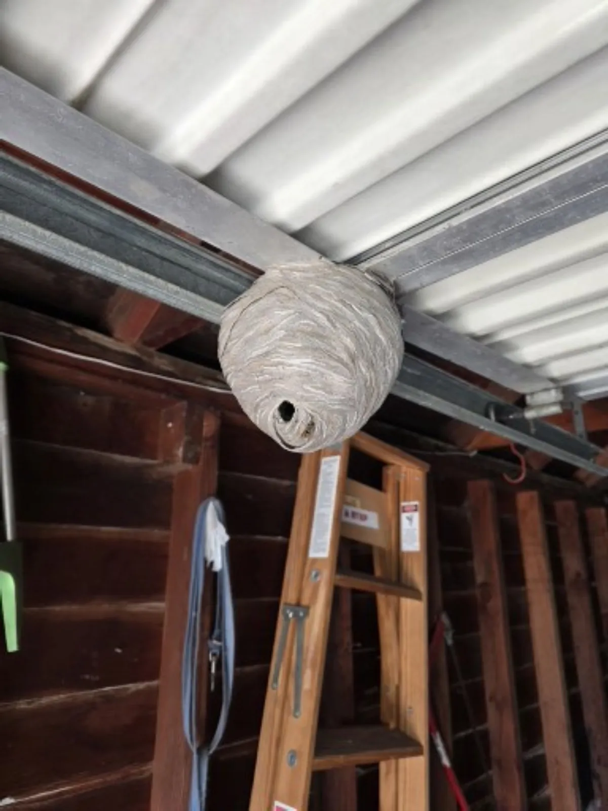 Large gray enclosed paper nest attached beneath a metal roof inside a frequently used garage