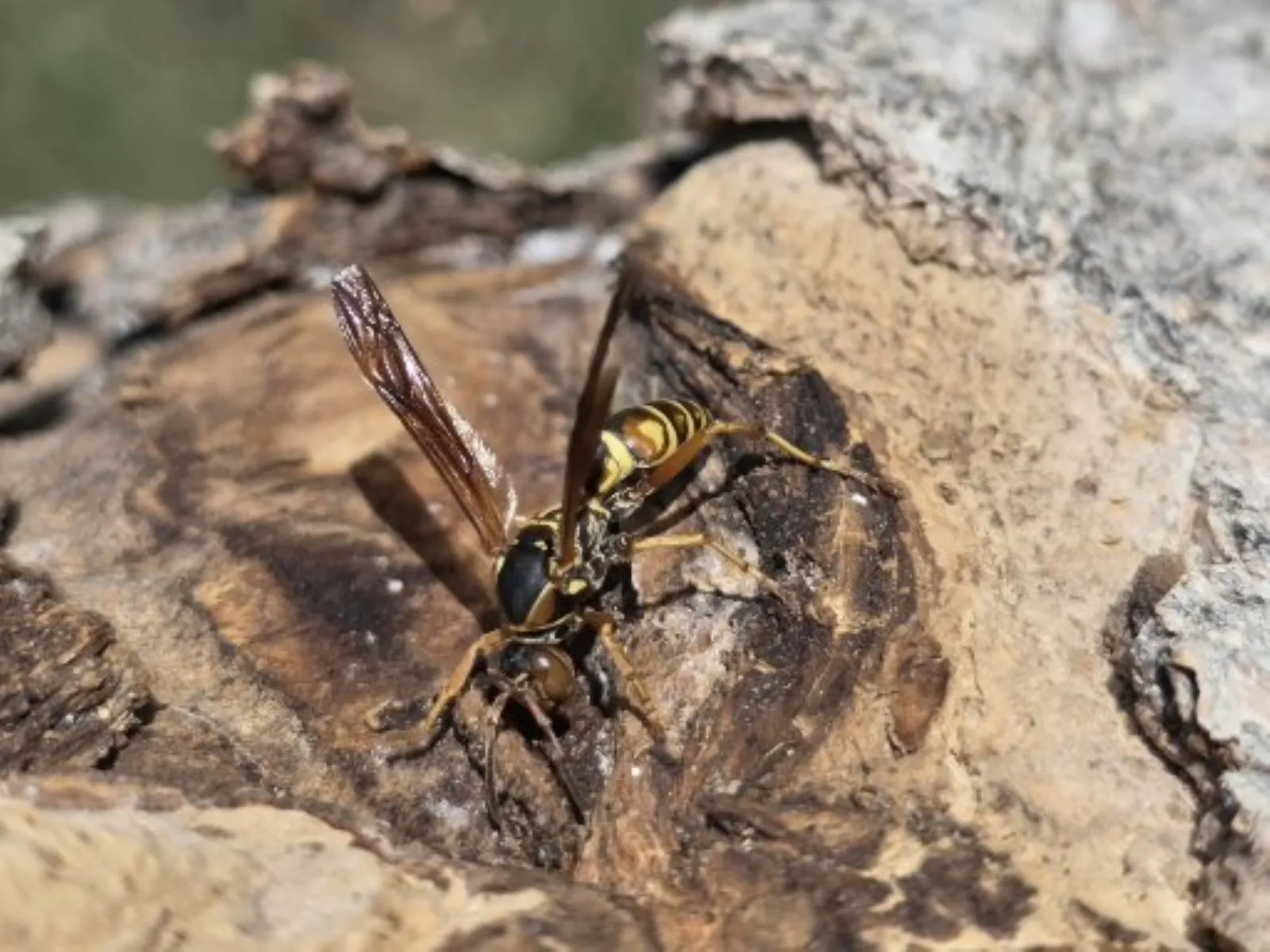 Close view of a slender yellow and brown social wasp resting on weathered wood